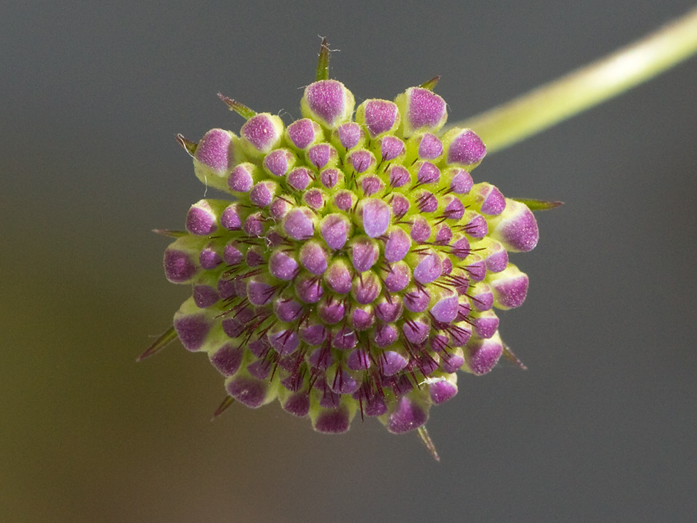 Infloresecencia de la Escobilla morisca (Scabiosa atropurpurea)