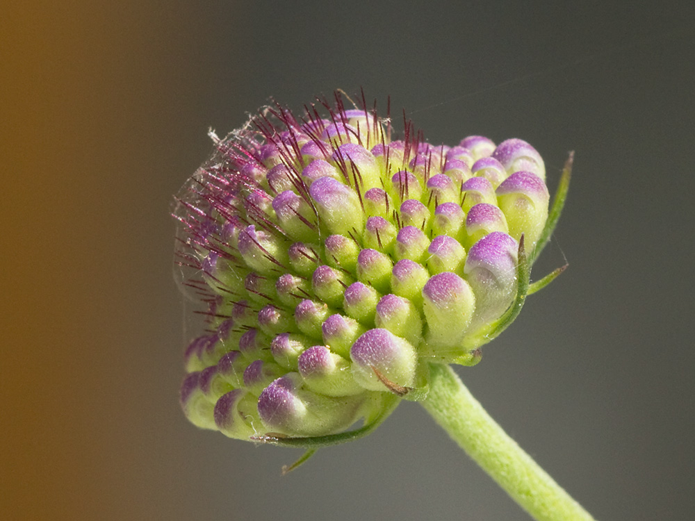 Infloresecencia de la Escobilla morisca (Scabiosa atropurpurea)