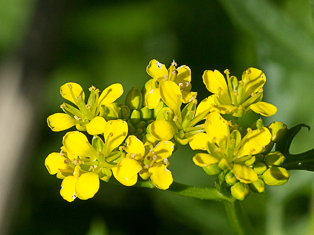 Flores del Berro campestre amariilo