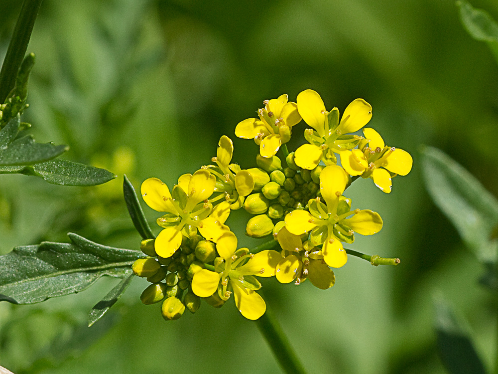 Flores del Berro campestre amariilo