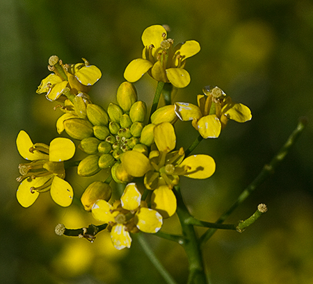 Flores del Berro campestre amariilo