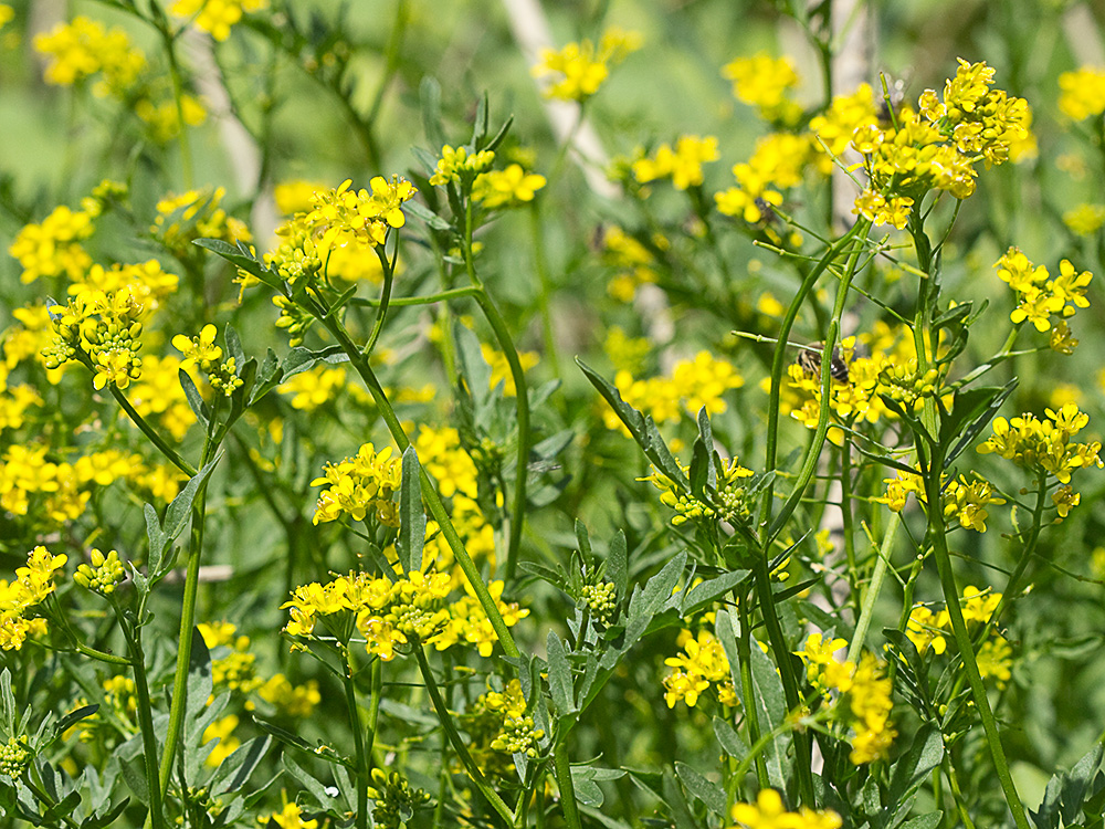 Flores del Berro campestre amariilo