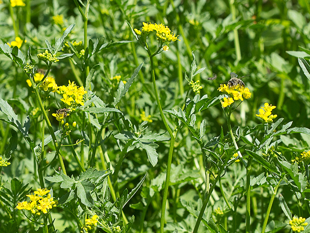 Flores del Berro campestre amariilo