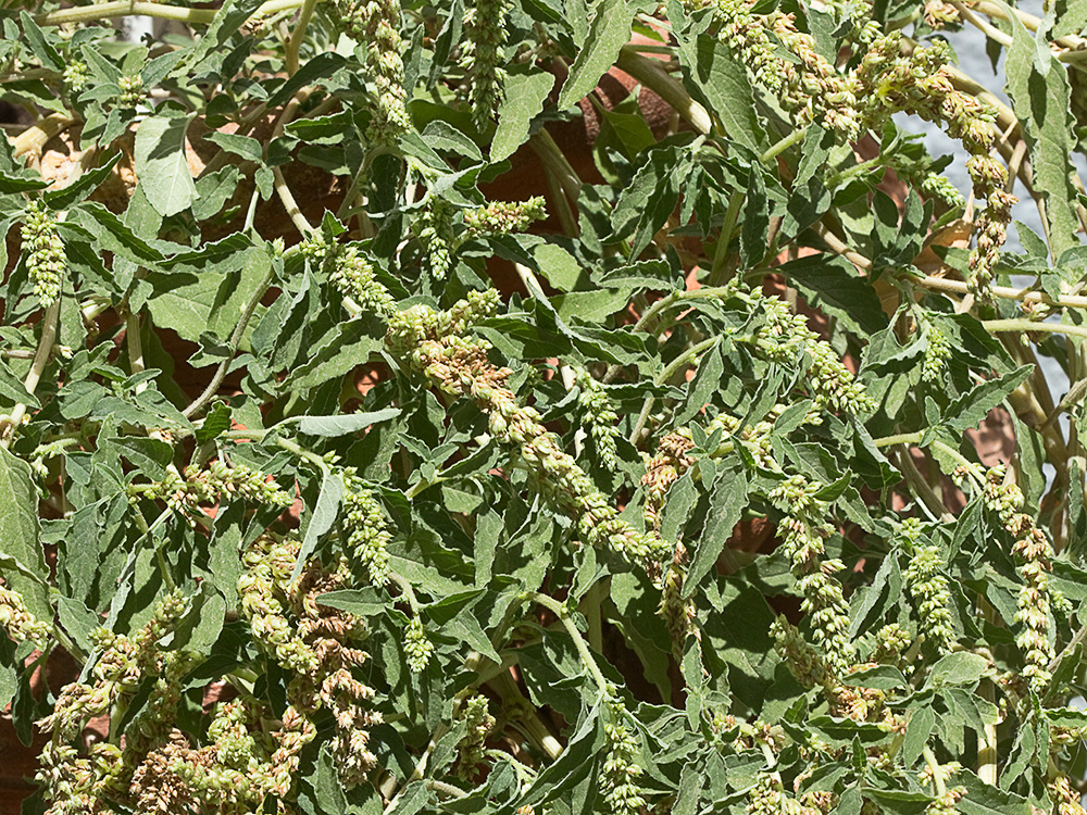 Bledo rastrero (Amaranthus deflexus)