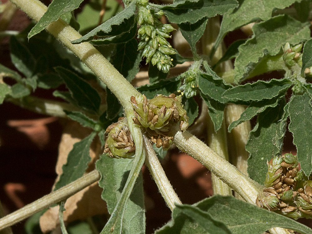 Bledo rastrero (Amaranthus deflexus)