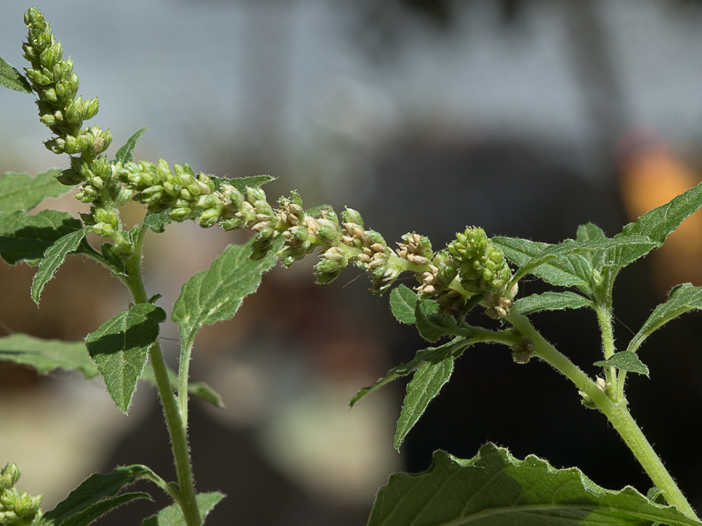 Bledo rastrero (Amaranthus deflexus)