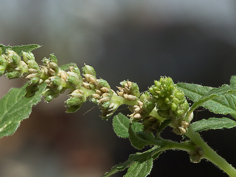 Bledo rastrero (Amaranthus deflexus)