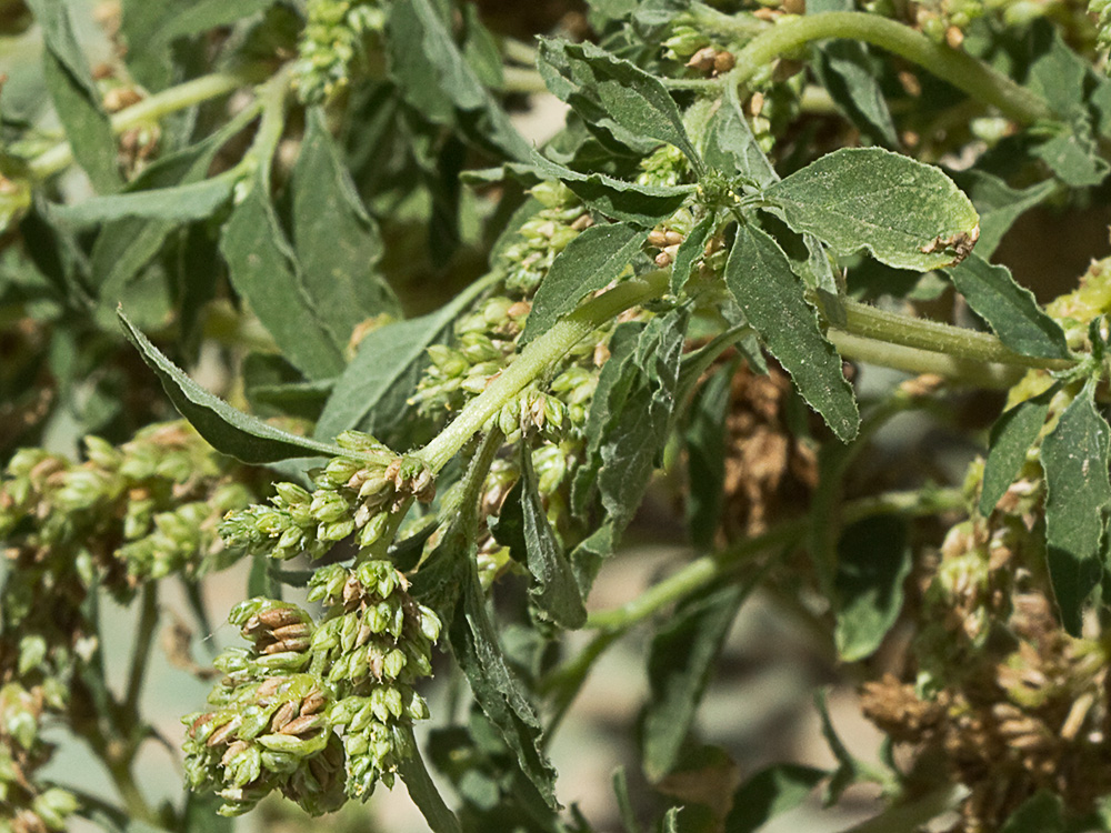 Bledo rastrero (Amaranthus deflexus)