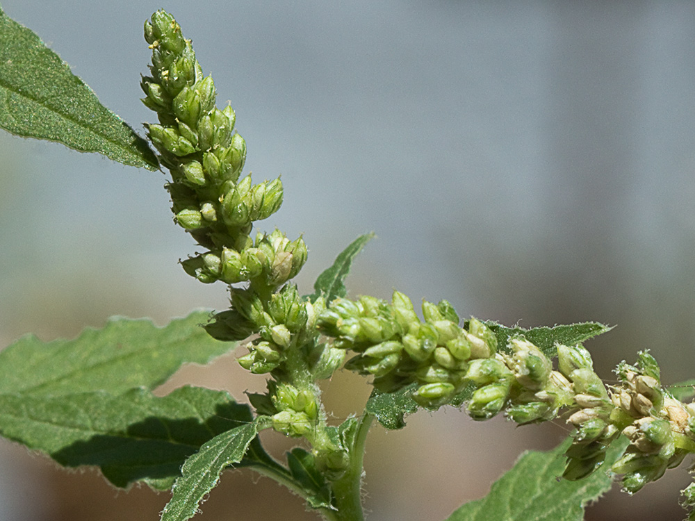 Bledo rastrero (Amaranthus deflexus)