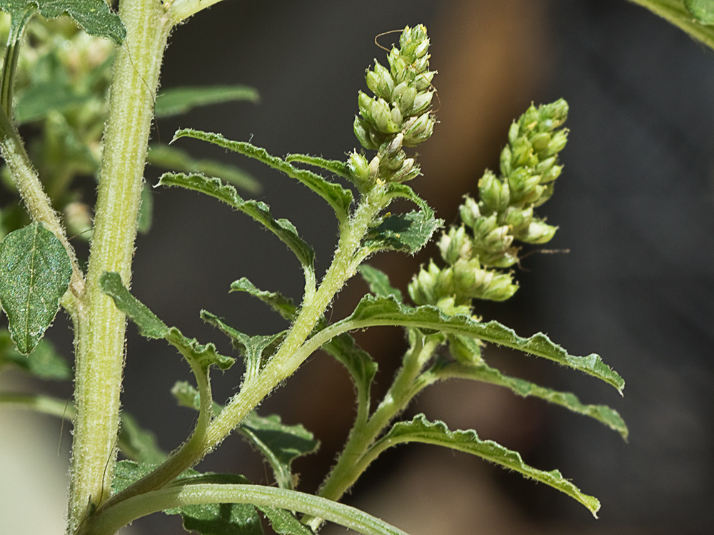 Bledo rastrero (Amaranthus deflexus)