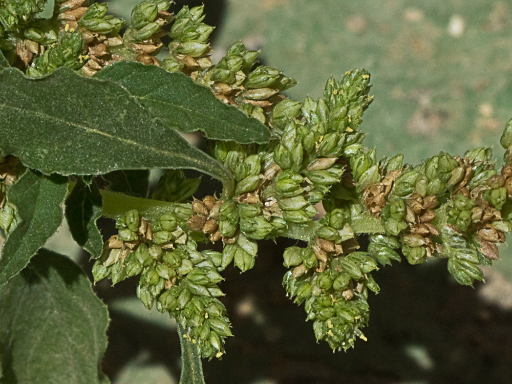 Bledo rastrero (Amaranthus deflexus)