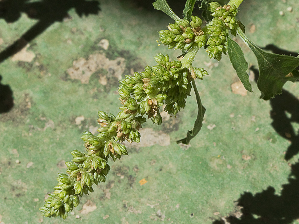 Bledo rastrero (Amaranthus deflexus)