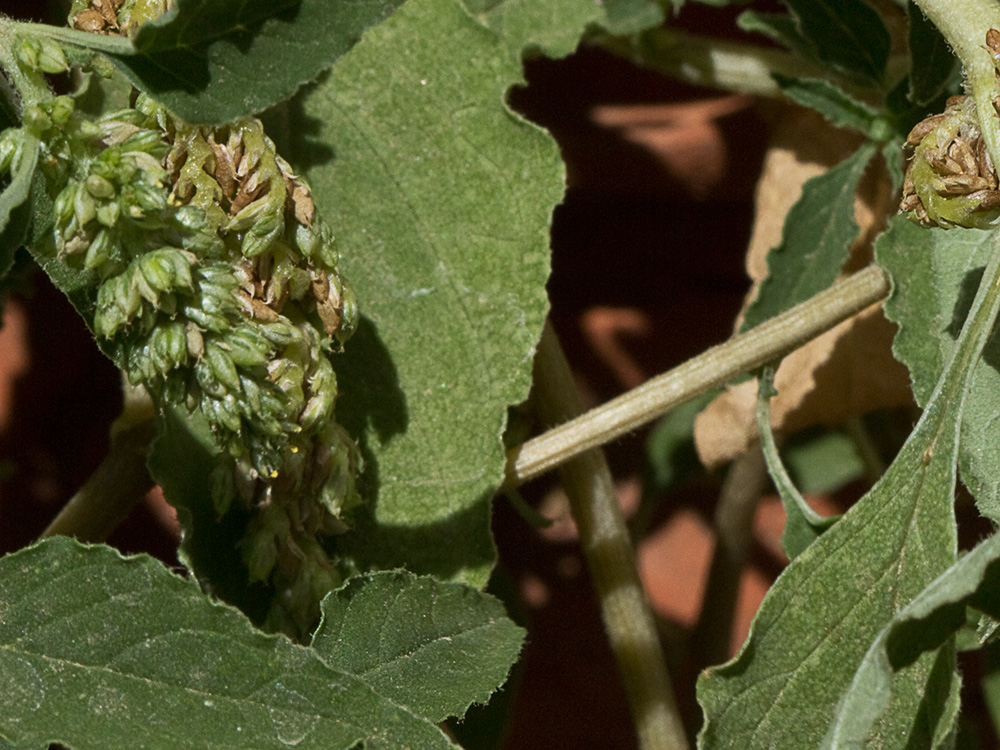 Bledo rastrero (Amaranthus deflexus)
