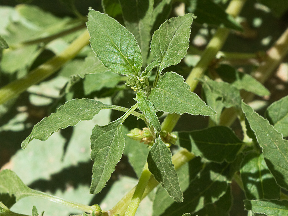 Bledo rastrero (Amaranthus deflexus)