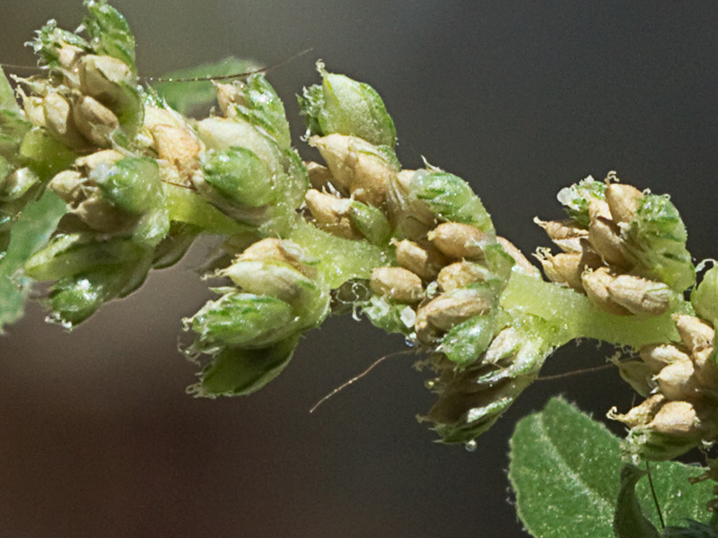 Bledo rastrero (Amaranthus deflexus)