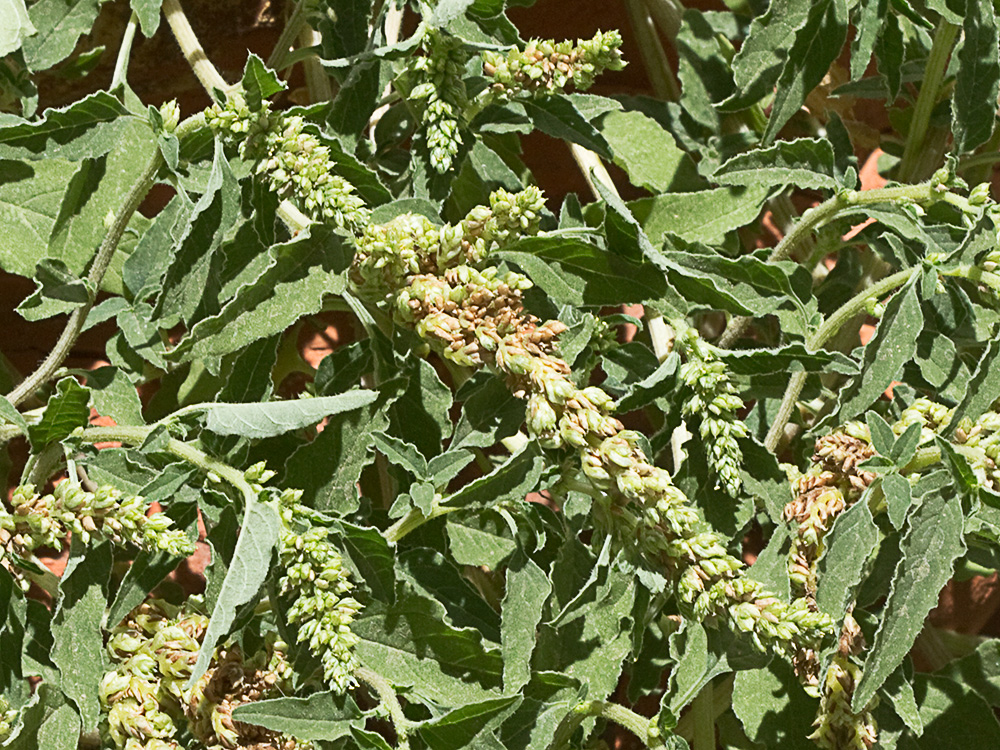 Bledo rastrero (Amaranthus deflexus)