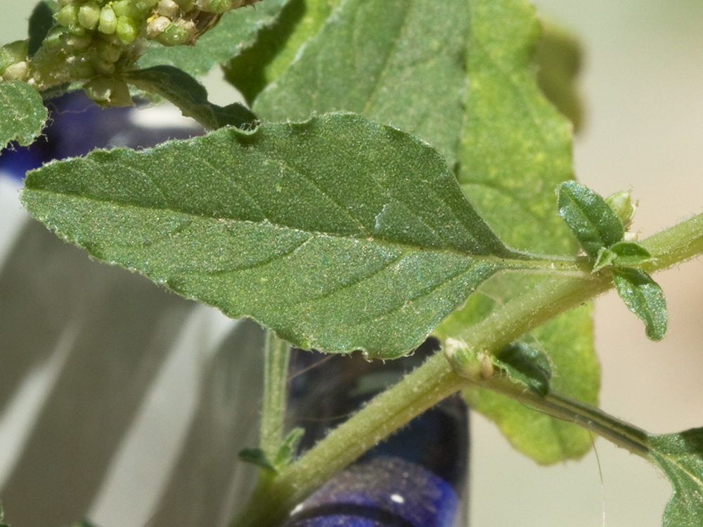 Bledo rastrero (Amaranthus deflexus)