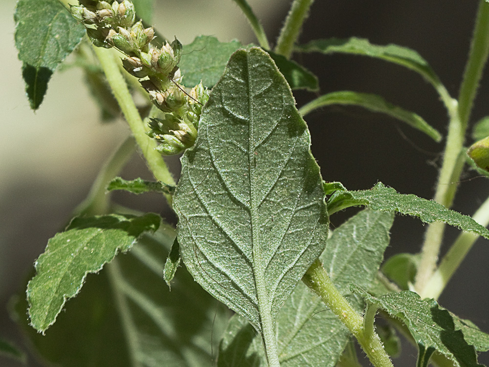 Bledo rastrero (Amaranthus deflexus)
