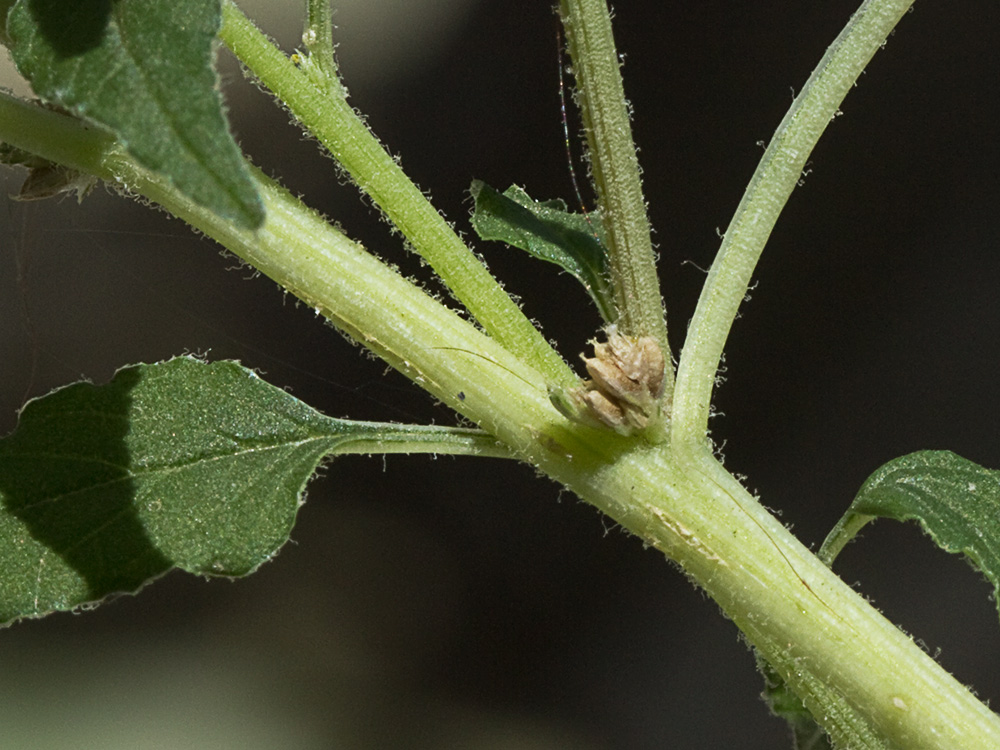 Bledo rastrero (Amaranthus deflexus)