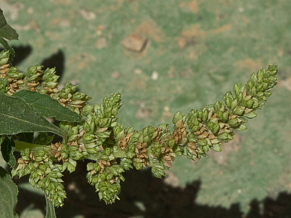 Bledo rastrero (Amaranthus deflexus)