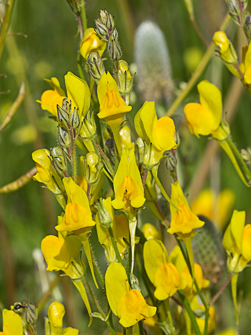 Boleo montesino (Linaria spartea)