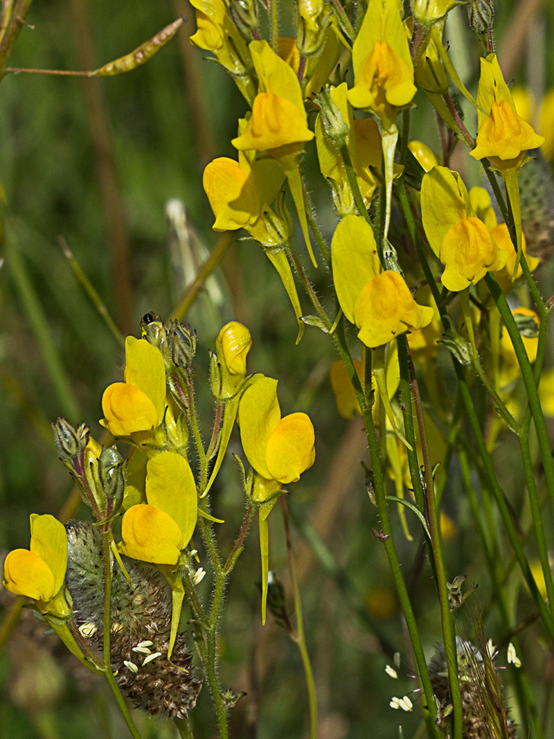 Boleo montesino (Linaria spartea)