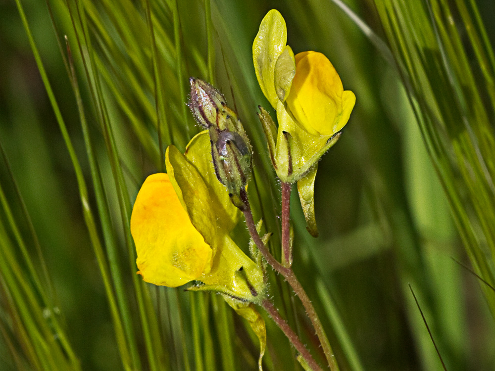 Boleo montesino (Linaria spartea)