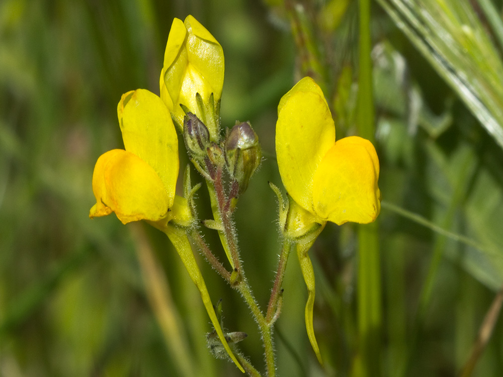 Boleo montesino (Linaria spartea)