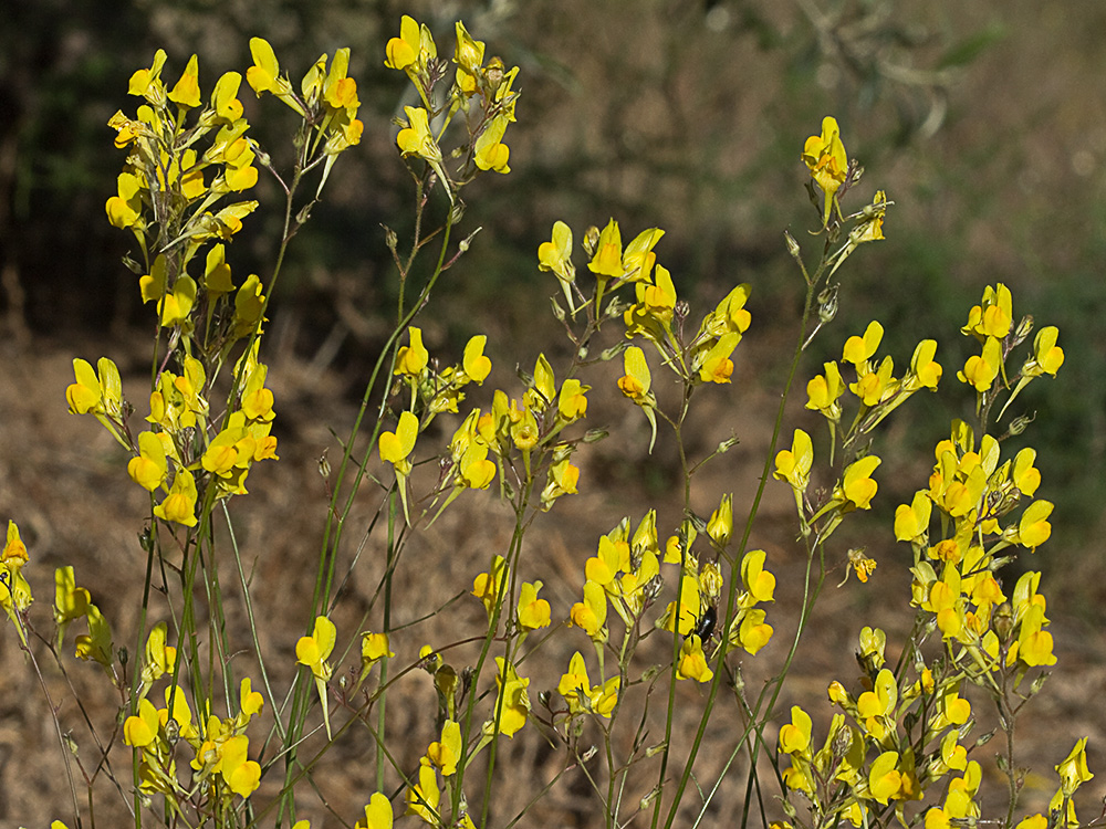 Boleo montesino (Linaria spartea)