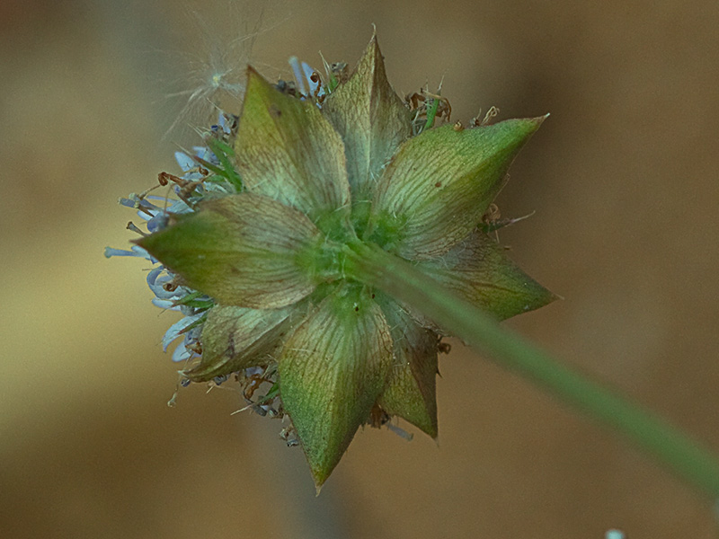 Botón azul (Jasione montana)