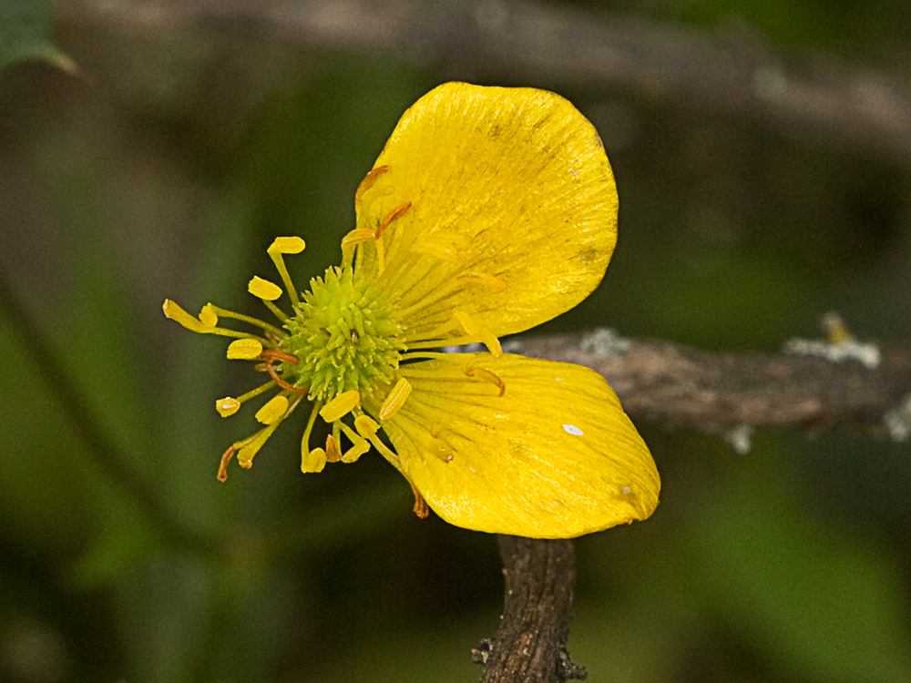 Flor de botón de oro (Ranunculus ollissiponensis)