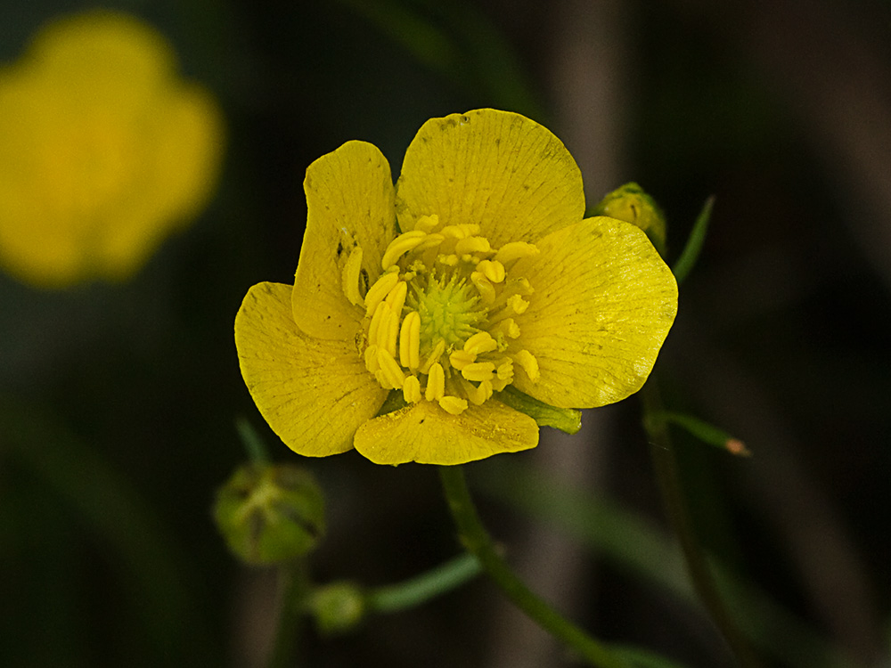 Flor de botón de oro (Ranunculus ollissiponensis)