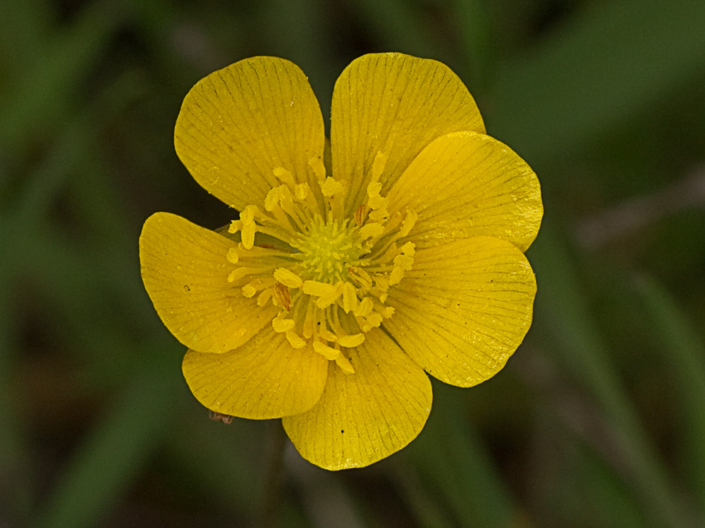 Flor de botón de oro (Ranunculus ollissiponensis)