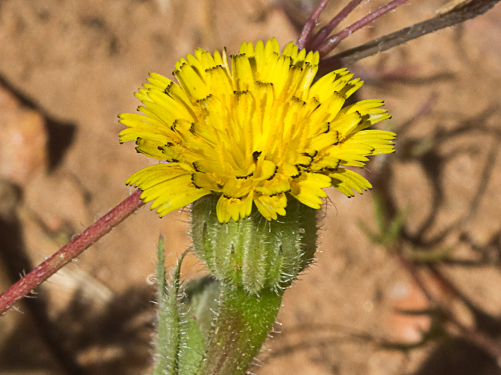 Brujilla (Hedypnois rhagadioloides)