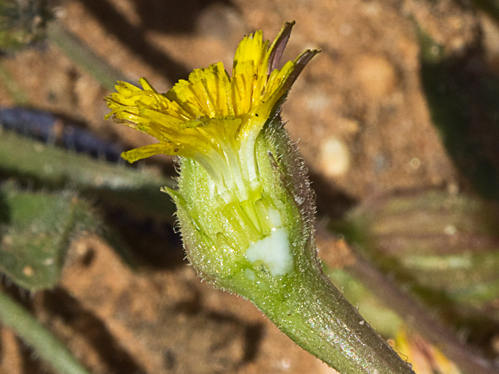 Jaguarzo negro (Cistus monspeliensis)