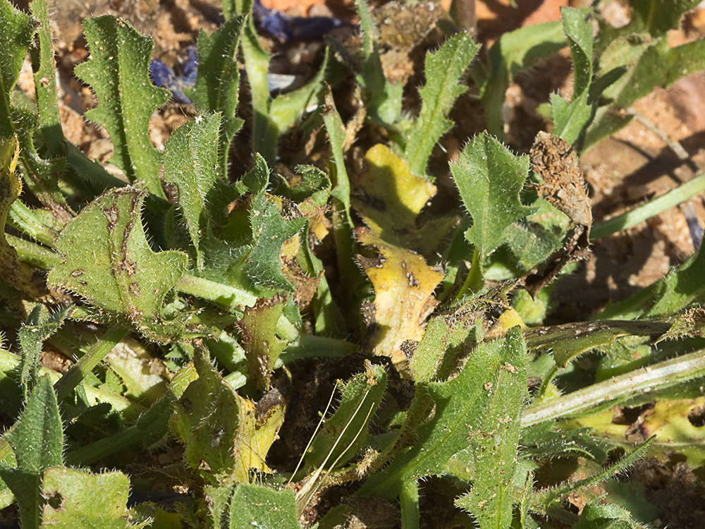 Brujilla (Hedypnois rhagadioloides)