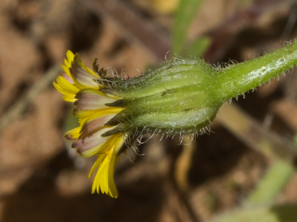 Jaguarzo negro (Cistus monspeliensis)