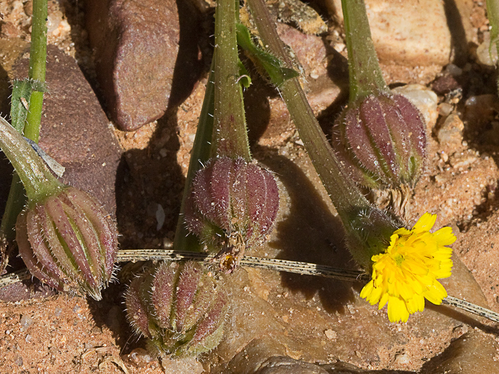 Jaguarzo negro (Cistus monspeliensis)