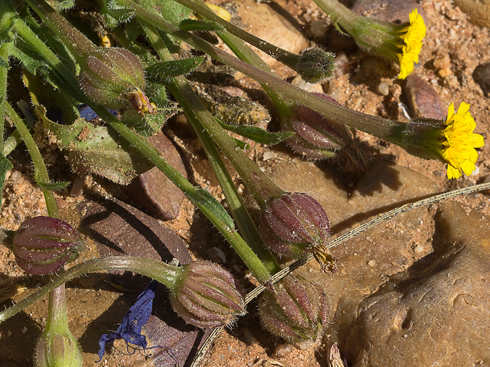 Jaguarzo negro (Cistus monspeliensis)