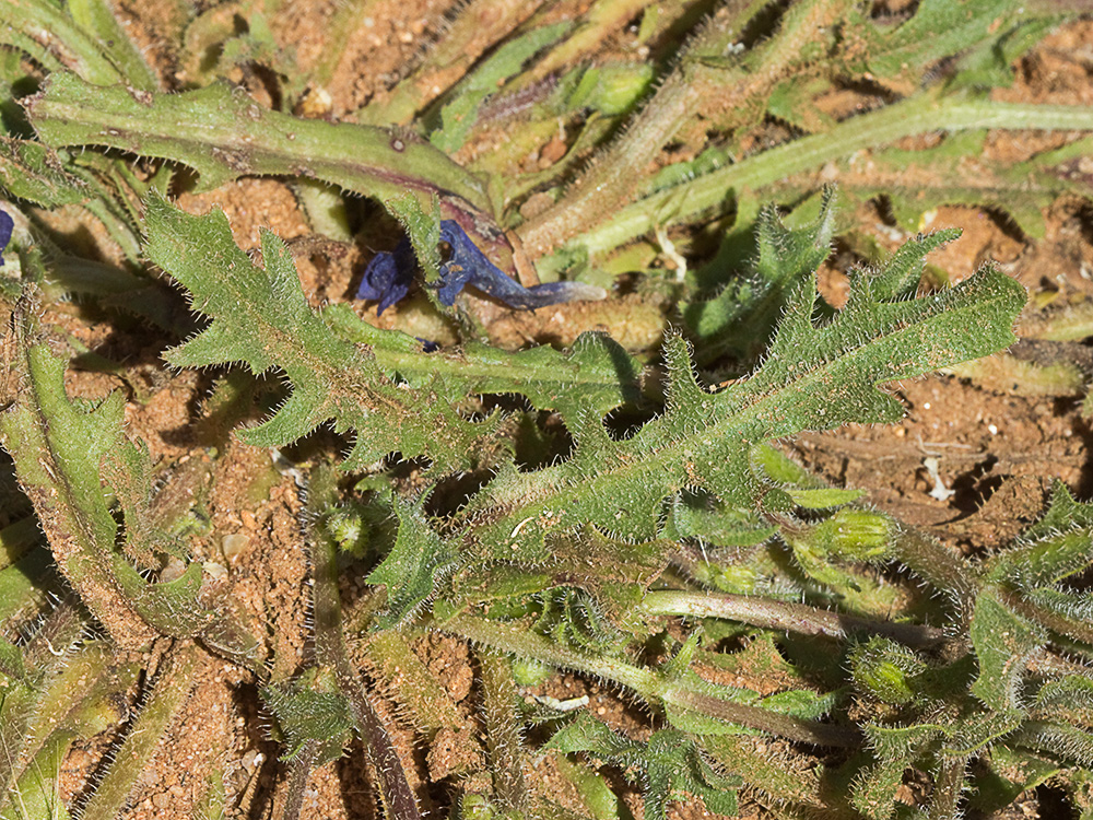 Jaguarzo negro (Cistus monspeliensis)