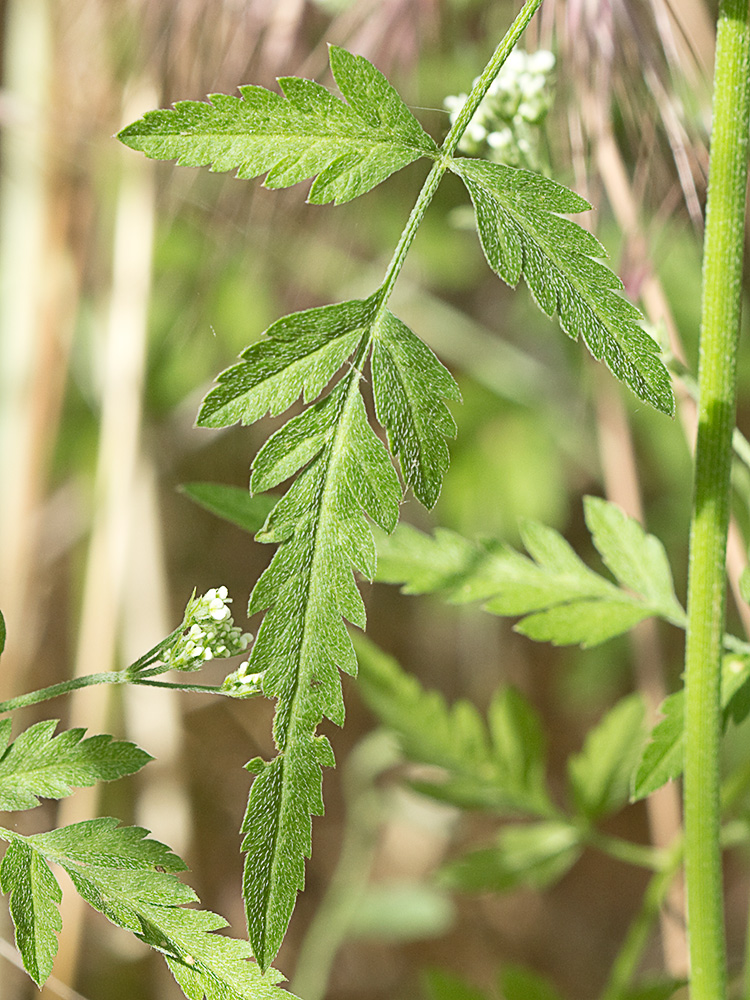 Hoja del cachurro (Torilis arvensis)