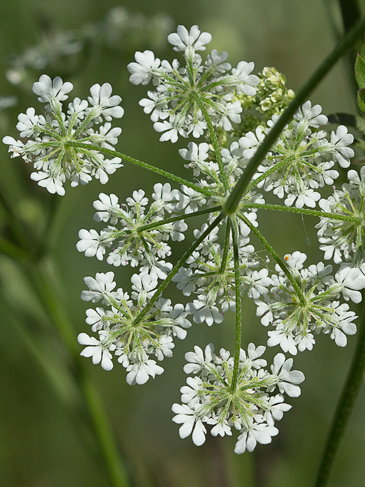 Flores del cachurro (Torilis arvensis)