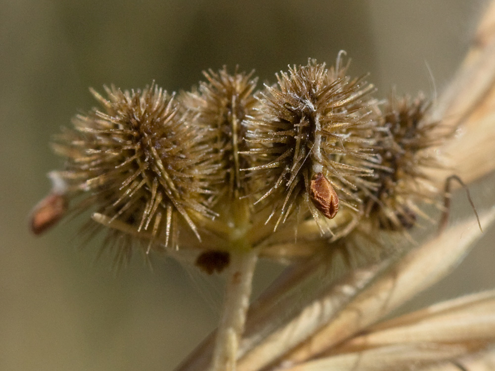 Fruto del cachurro (Torilis arvensis)