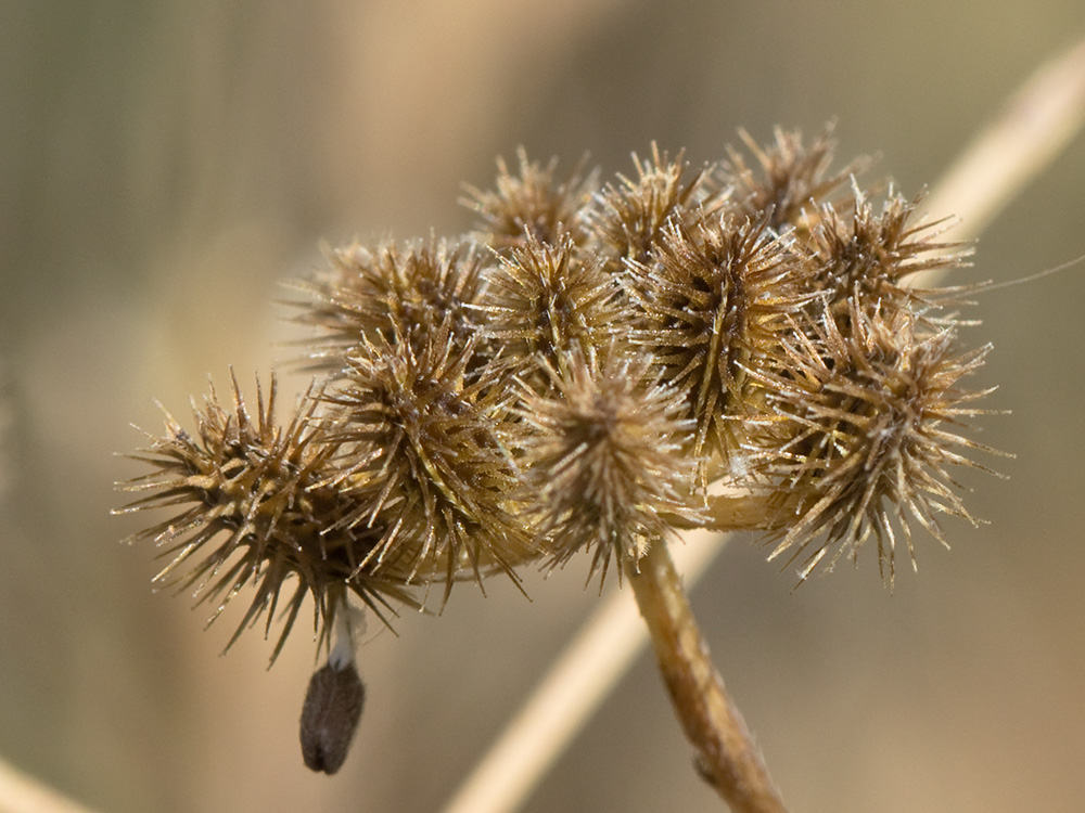 Fruto del cachurro (Torilis arvensis)