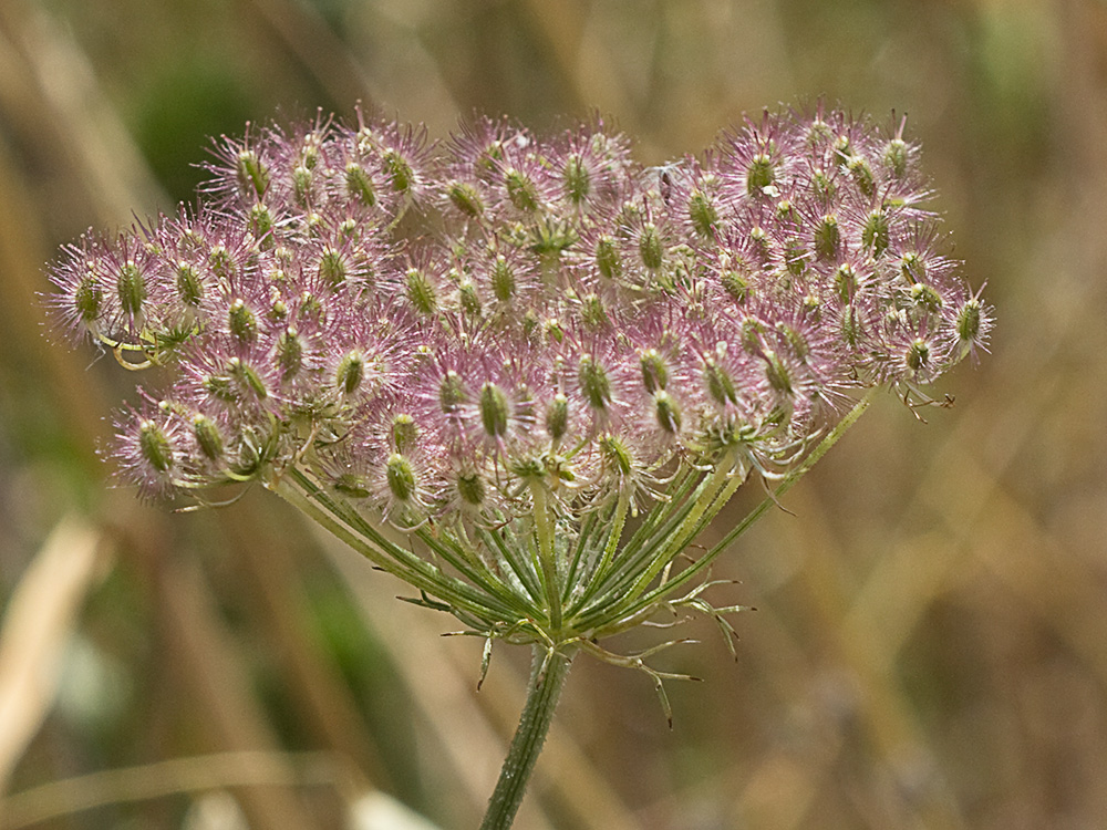 Fruto del cachurro (Torilis arvensis)
