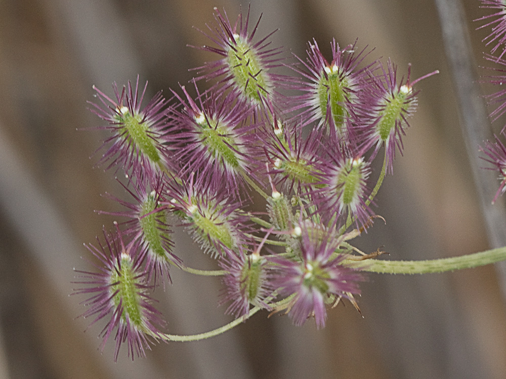Fruto del cachurro (Torilis arvensis)