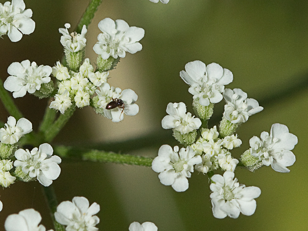 Flores del cachurro (Torilis arvensis)