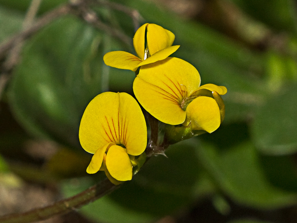 Scorpiurus muricatus, Cagarria