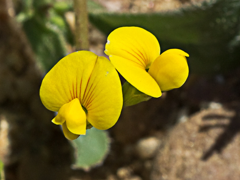Scorpiurus muricatus, Cagarria