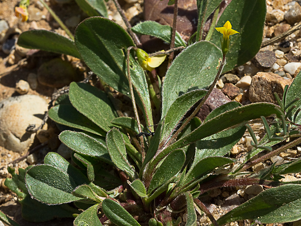 Scorpiurus muricatus, Cagarria